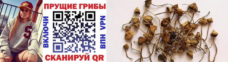 Псилоцибиновые грибы Psilocybine cubensis  даркнет клад  Липки 